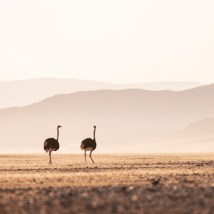 Ostriches spotted whilst on a game drive from Wilderness Little Kulala