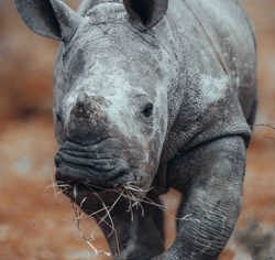 Wilderness Toka Leya Zambia Wildlife Rhino