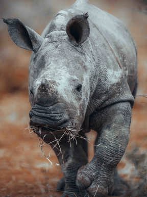 Wilderness Toka Leya Zambia Wildlife Rhino