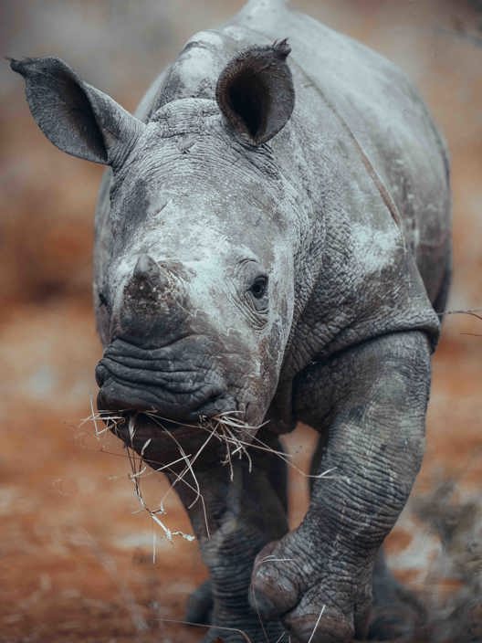 Wilderness Toka Leya Zambia Wildlife Rhino