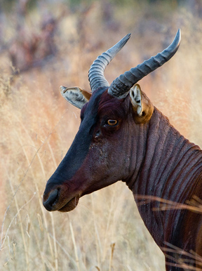 Vumbura Plains Botswana Wildlife Tsessebe