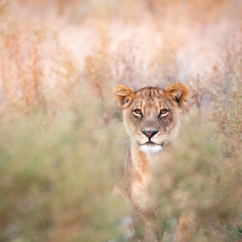 Wilderness Abu Botswana Iconic