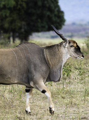 Wilderness Ruckomechi Zimbabwe Wildlife Eland