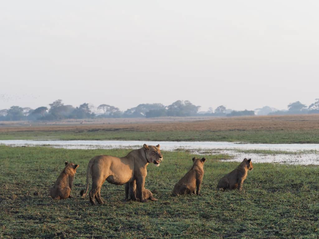 Busanga Bush Camp Lioness and cubs