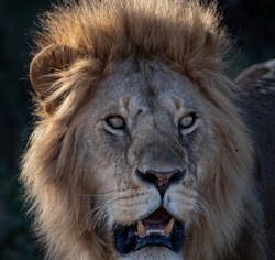 Wilderness Tanzania Lion Close-up wild mane
