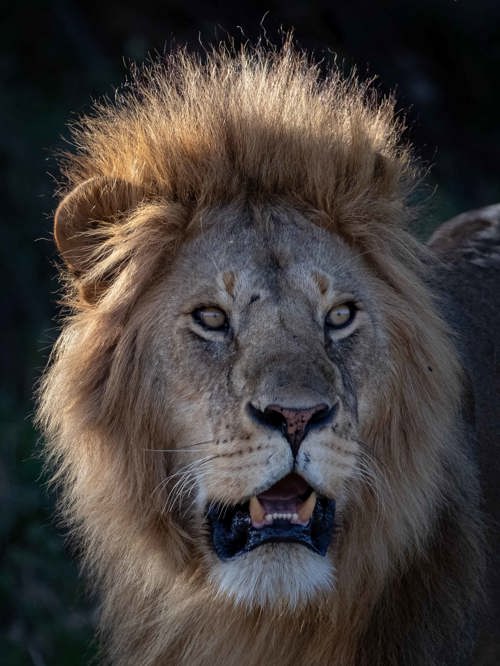 Wilderness Tanzania Lion Close-up wild mane