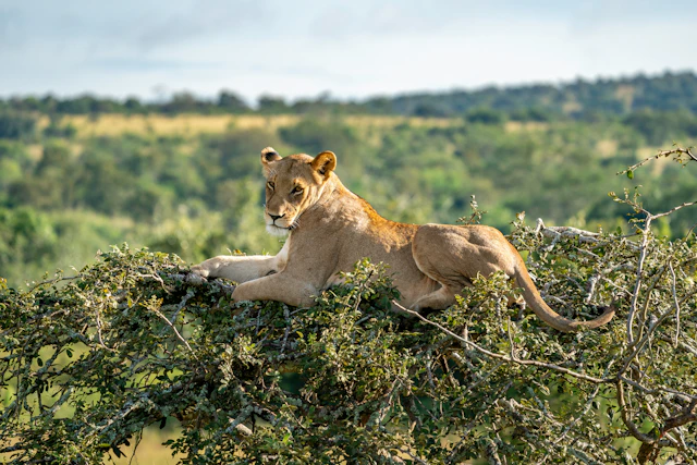 Rwanda: City, Primates & Safari