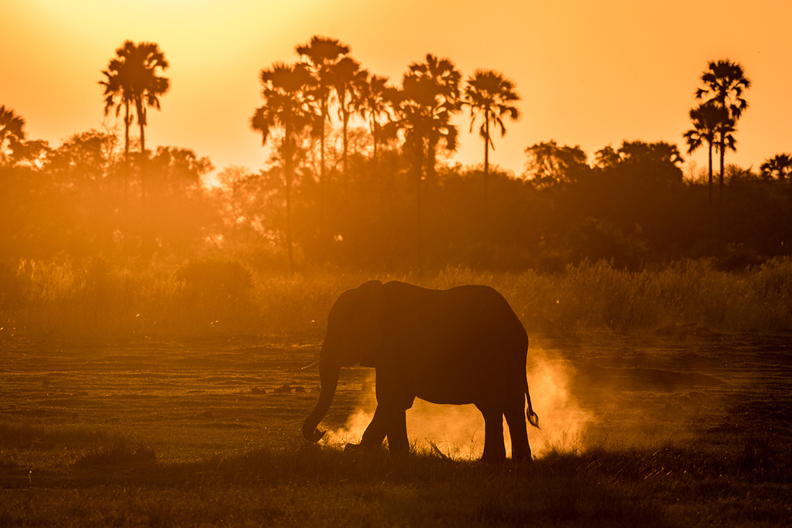 Wilderness Qorokwe Botswana Wildlife Elephant