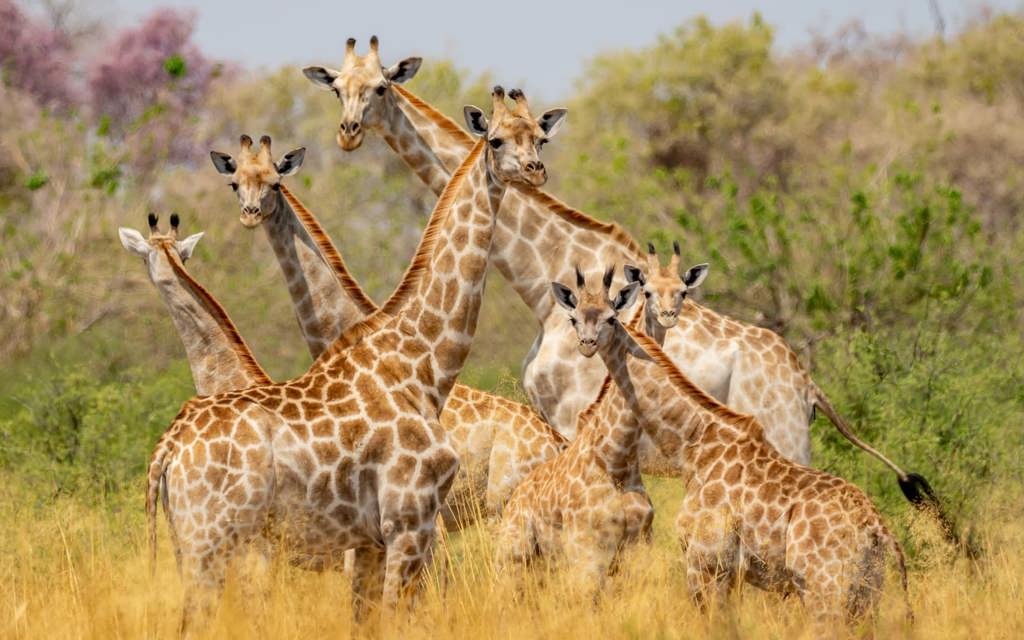 A herd of seven giraffes standing in tall, sunlit golden grass, offering excellent plains game viewing in Botswana.