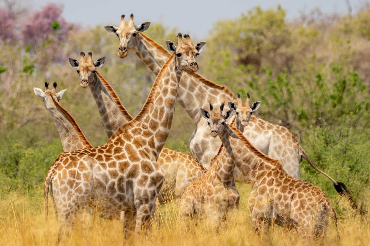 A herd of seven giraffes standing in tall, sunlit golden grass, offering excellent plains game viewing in Botswana.