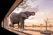 Low angle view of an elephant drinking