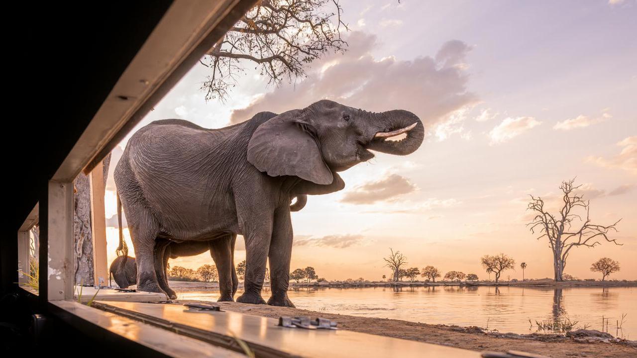 Low angle view of an elephant drinking