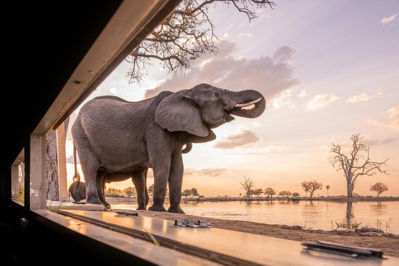 Low angle view of an elephant drinking