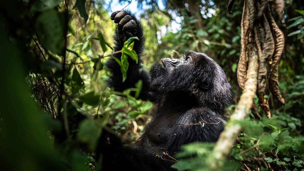 Gorilla foraging in Volcanoes National Park