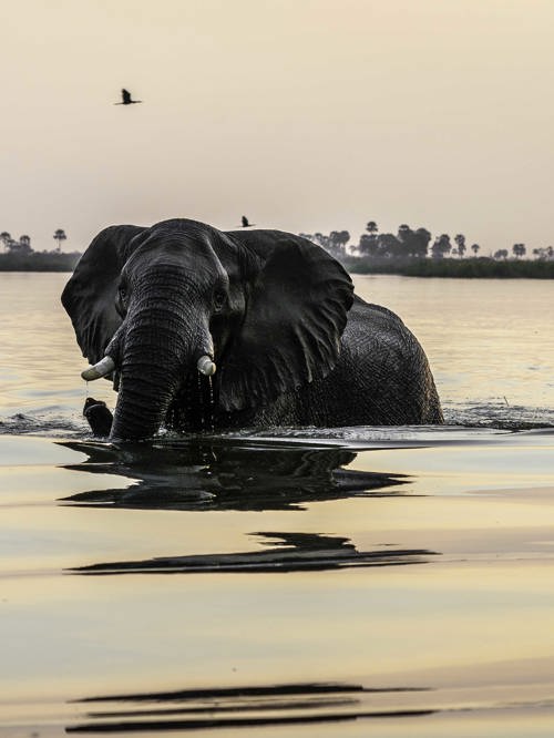 Wilderness Experiences Boating Linyanti Elephant