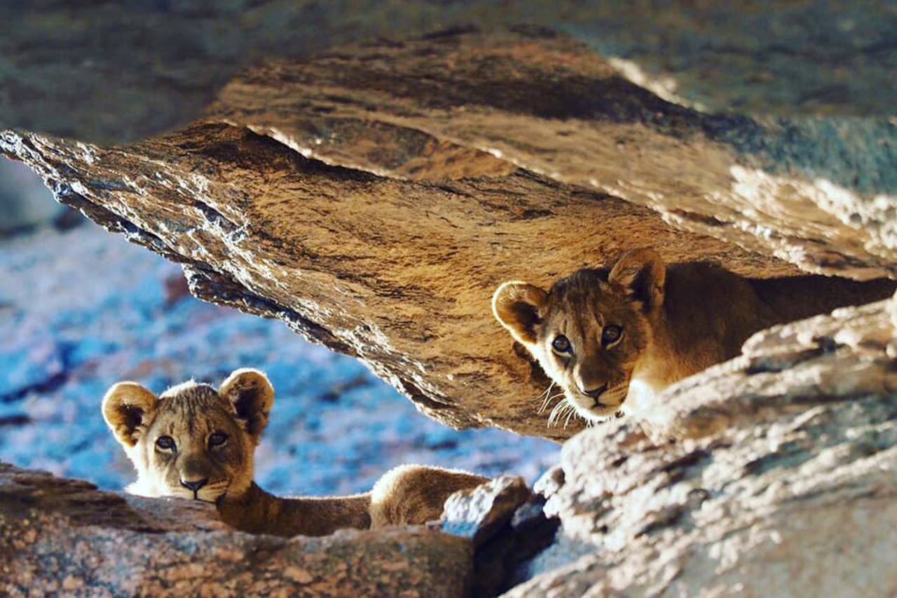 Desert lion cubs on a unique sighting thanks to Wilderness Impact and conservation efforts