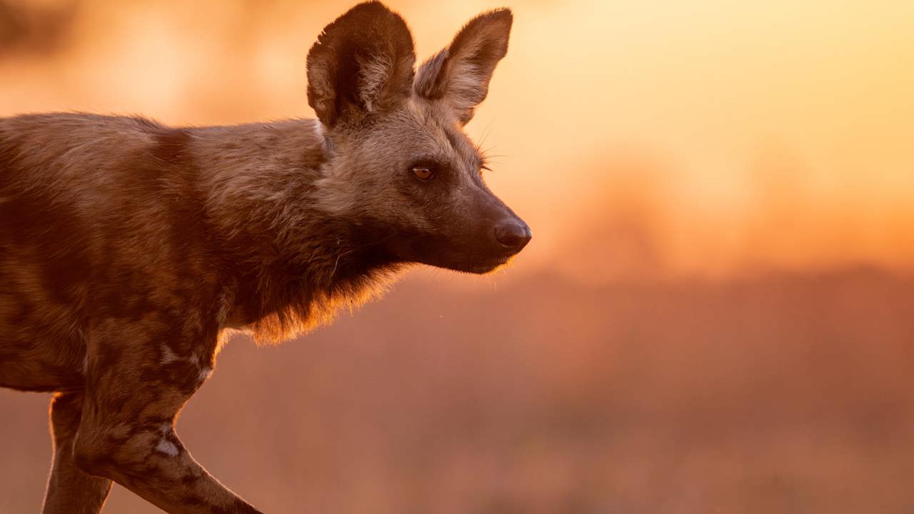Close-up portrait of an African Wild Dog (Painted Dog) at golden hour, its profile sharply defined against a soft, bright orange sunset background.