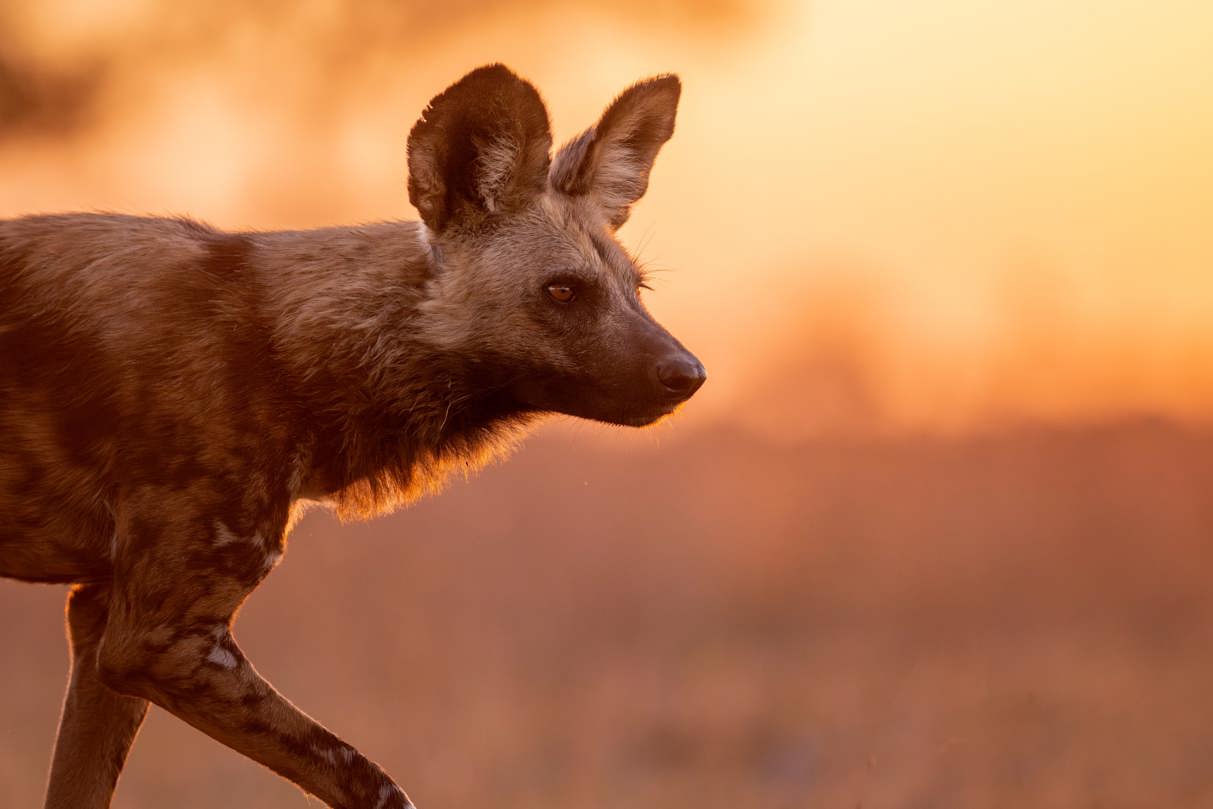 Close-up portrait of an African Wild Dog (Painted Dog) at golden hour, its profile sharply defined against a soft, bright orange sunset background.