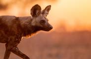 Close-up portrait of an African Wild Dog (Painted Dog) at golden hour, its profile sharply defined against a soft, bright orange sunset background.