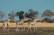 The tallest animal in Africa – giraffes appear to glide across the landscape