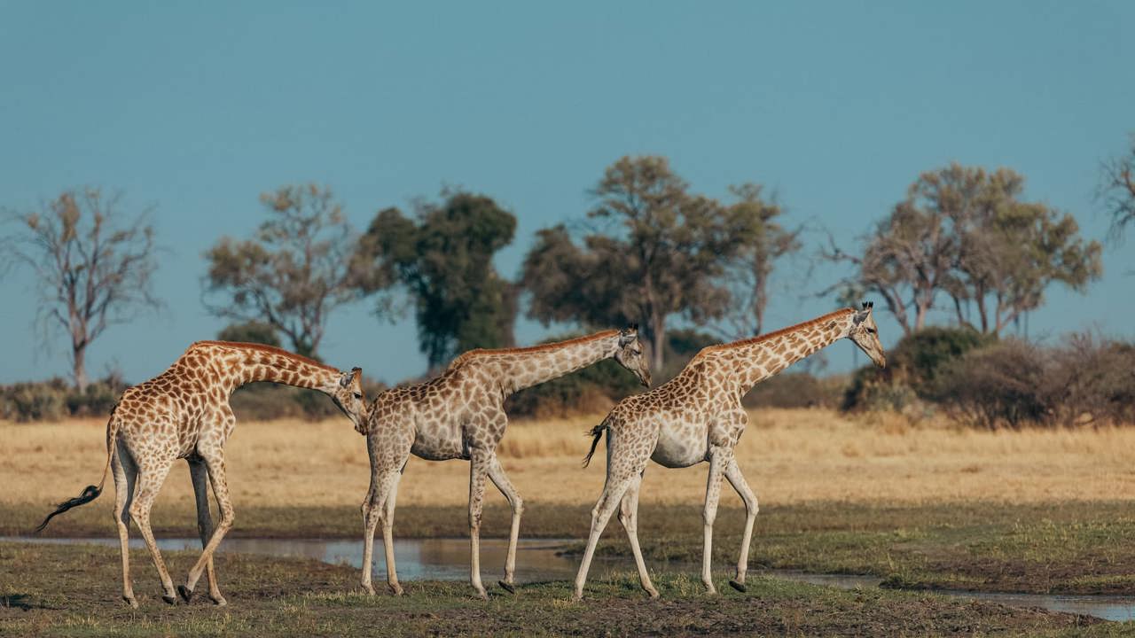 The tallest animal in Africa – giraffes appear to glide across the landscape