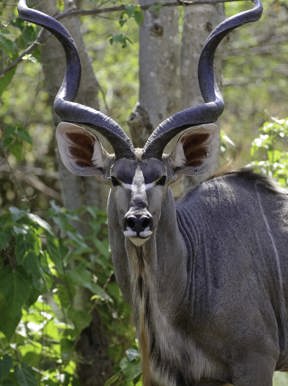 Wilderness Little Ruckomechi Zimbabwe Wildlife Kudu