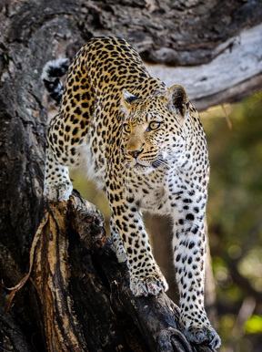 Wilderness Little Mombo Botswana Wildlife Leopard