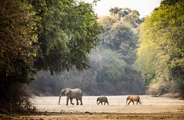 Wilderness Chikwenya Zimbabwe Hero