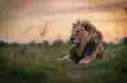 Male lion resting in the plains of Qorokwe, Botswana