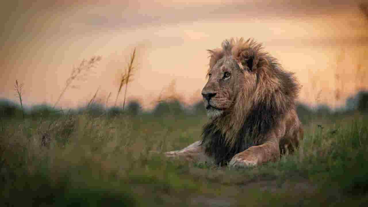 Male lion resting in the plains of Qorokwe, Botswana
