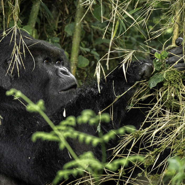 Wilderness Sabinyo Rwanda Gallery Gorilla