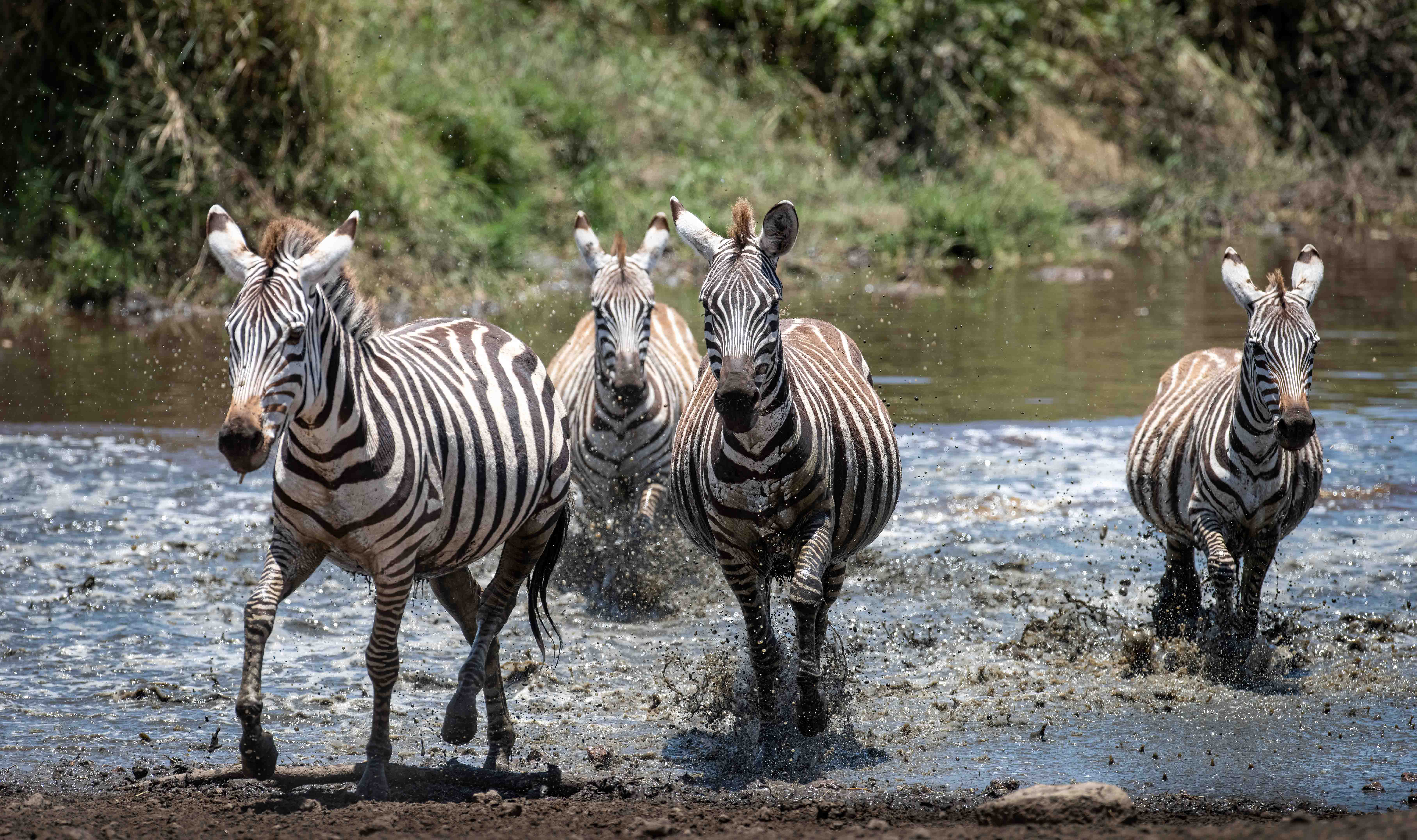 Zebras crossing the river great migration Wilderness Serengeti