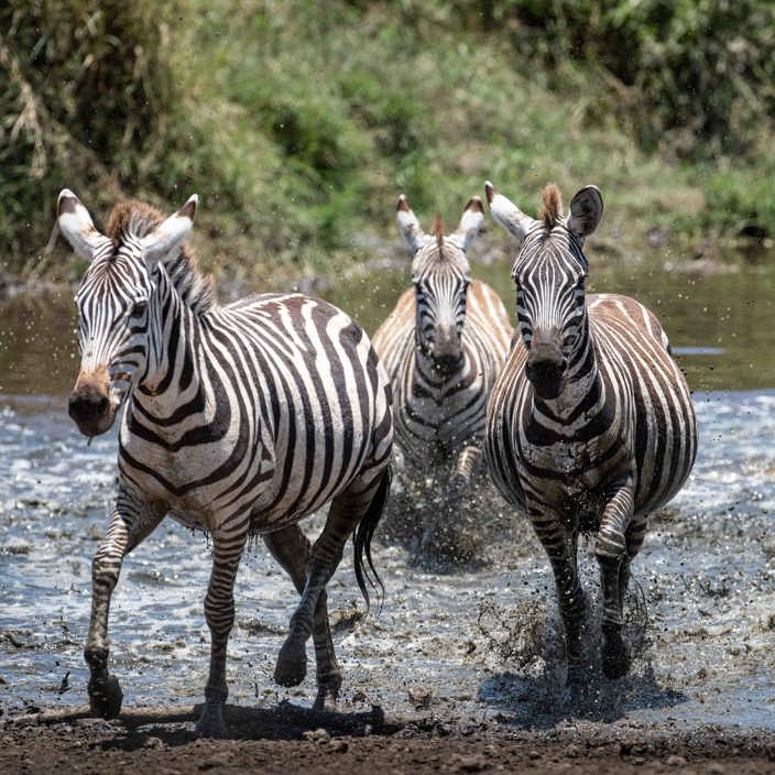 Zebras crossing the river great migration Wilderness Serengeti