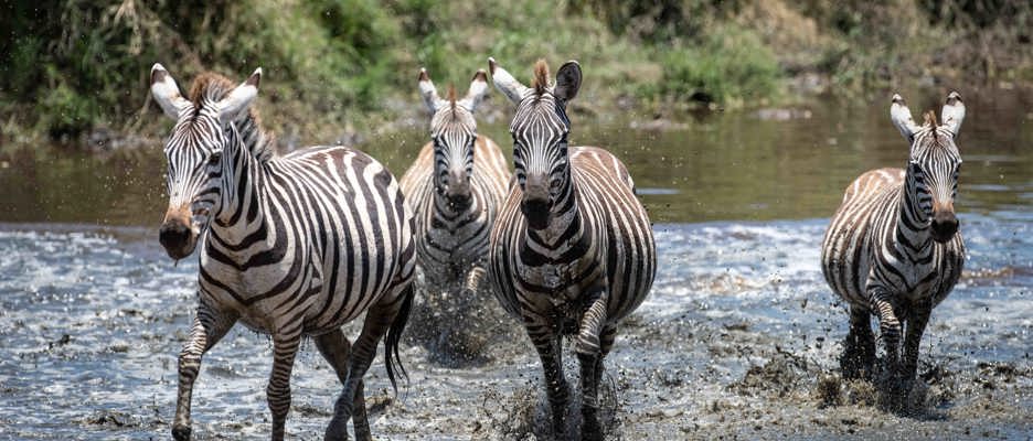 Zebras crossing the river great migration Wilderness Serengeti