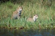 The leopards near Wilderness Magashi have become skilled fishers on the banks of Lake Rwanyakazinga