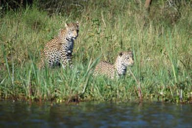 The leopards near Wilderness Magashi have become skilled fishers on the banks of Lake Rwanyakazinga
