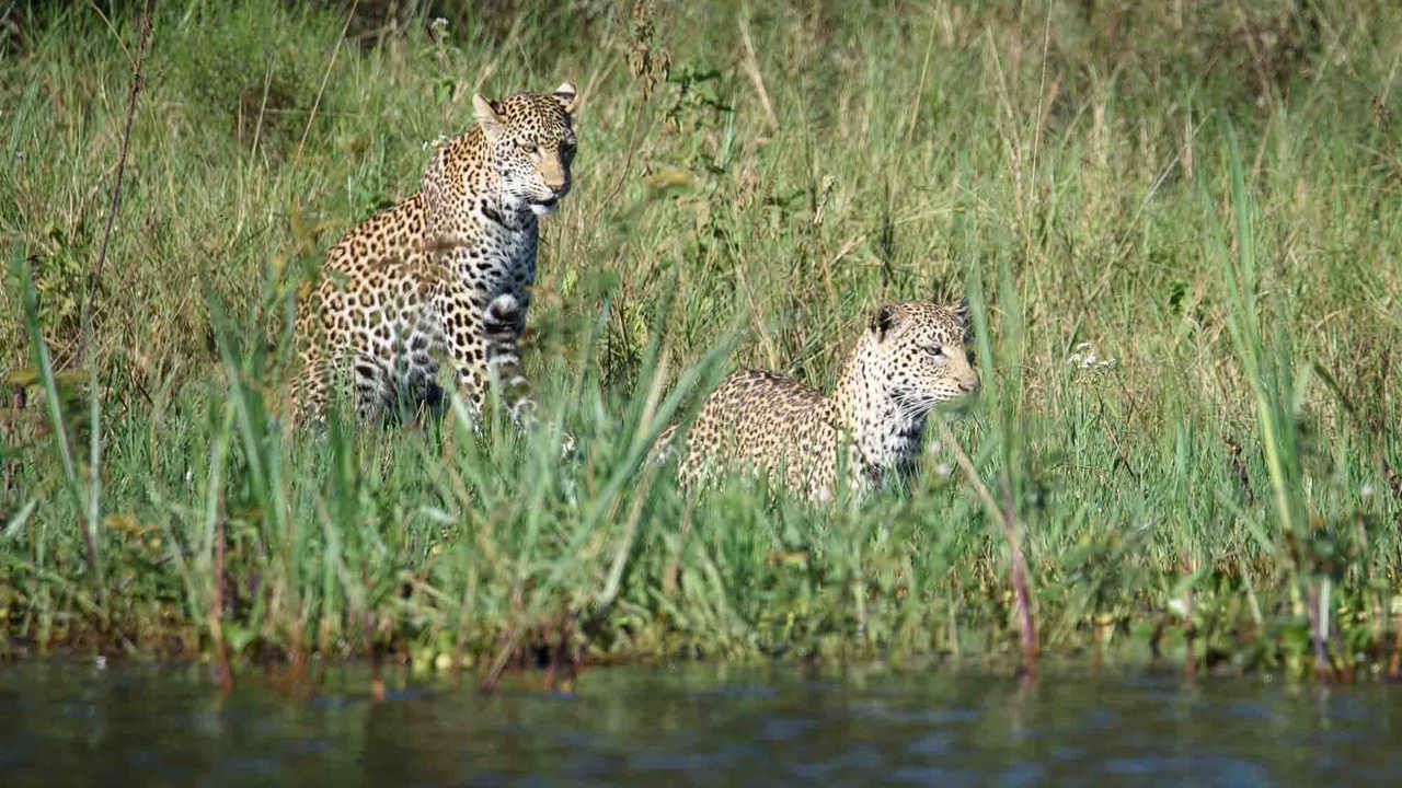 The leopards near Wilderness Magashi have become skilled fishers on the banks of Lake Rwanyakazinga
