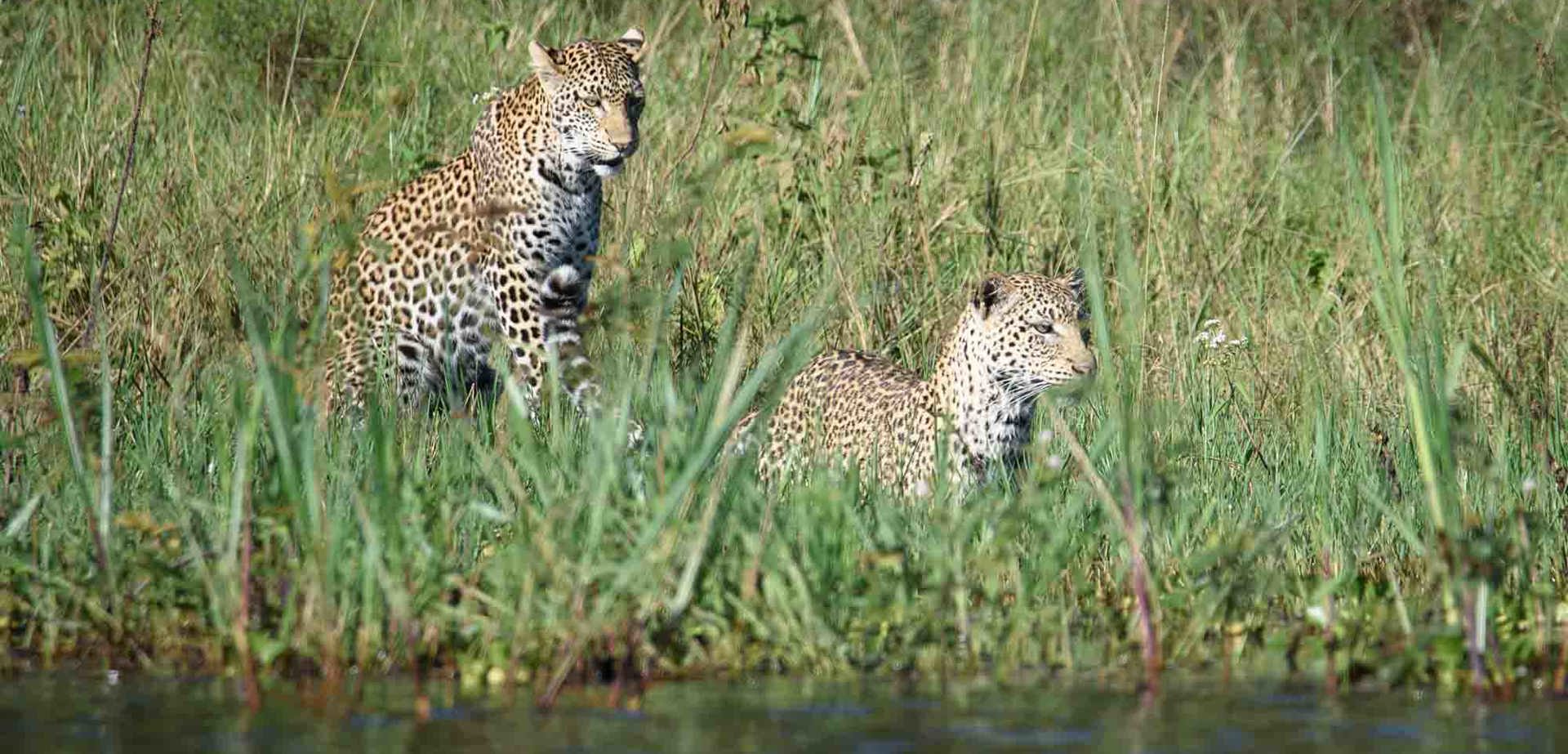 The leopards near Wilderness Magashi have become skilled fishers on the banks of Lake Rwanyakazinga