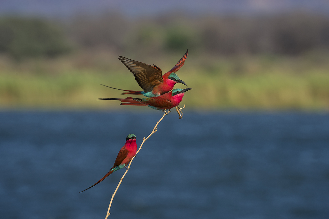 Wilderness Zimbabwe Wildlife Carmine Bee Eater