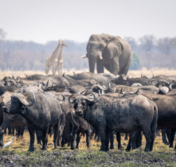 A herd of buffalo stands in the foreground on a grassy plain. In the background, a large elephant and a giraffe are visible. 