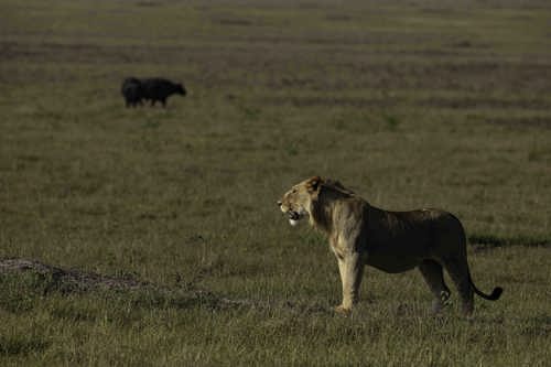 Wilderness Magashi Akagera Lions