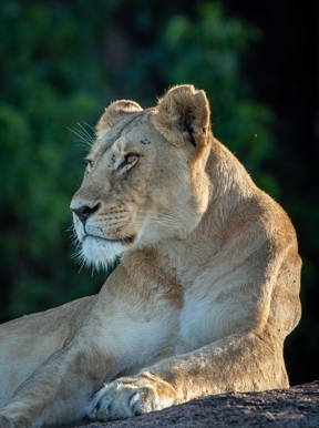 Lion relaxing in the sun Wildereness Serengeti 