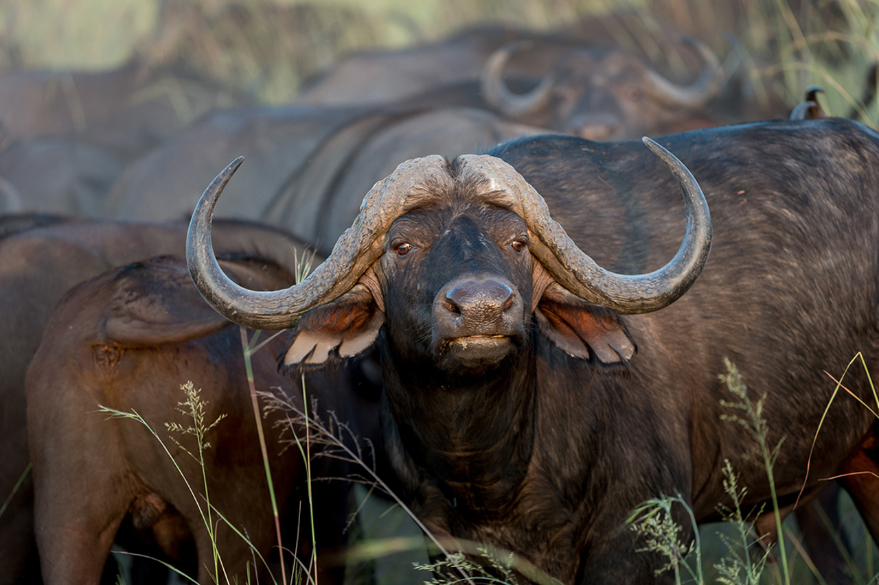 Wilderness Qorokwe Wildlife Buffalo