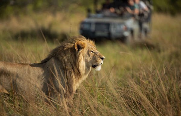 Male lion in the tall grass spotted on game drive