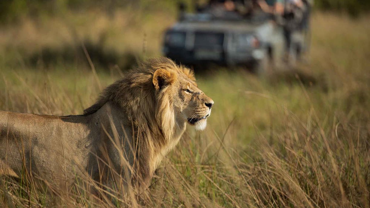 Male lion in the tall grass spotted on game drive