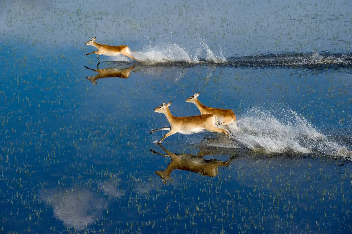 Two light brown lechwe antelopes are captured mid-run across the bright blue, shallow water of the Delta, kicking up white sprays and reflecting clearly on the surface.