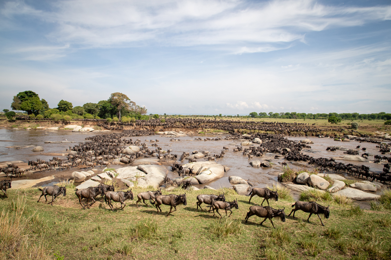 Wilderness Usawa Tannzania The Great Wildebeest Migration