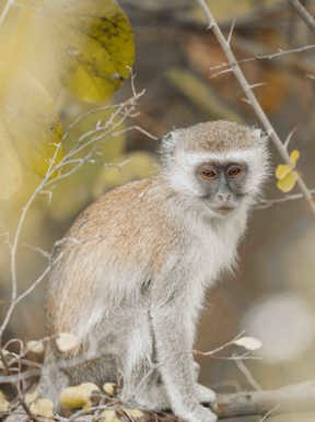 Wilderness Toka Leya Zambia Activities Game Drive