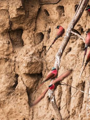 Carmine bee eaters migrate on the shores at Wilderness Ruckomechi