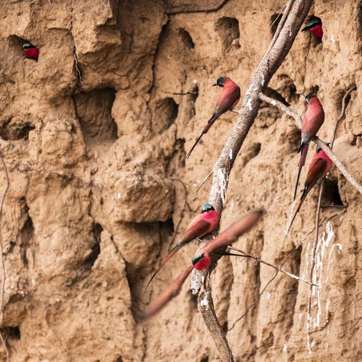 Carmine bee eaters migrate on the shores at Wilderness Ruckomechi